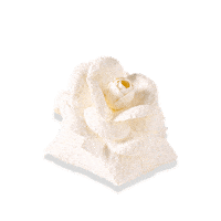 Bem Casado Sticker by Conceição Bem Casados