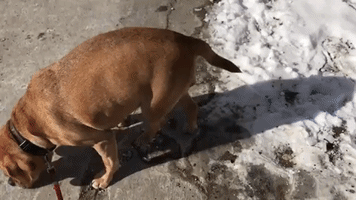 Pudge the Paralyzed Puggle Learns to Walk Again