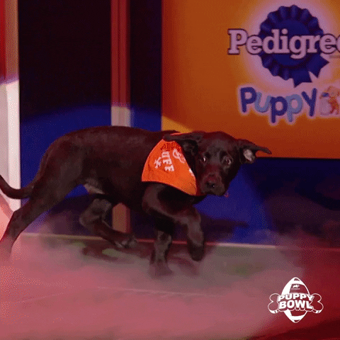 GIF by Puppy Bowl