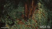 america wild film GIF by Visite os USA