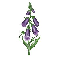 Flower Sticker by Xiwikj