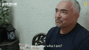 Dogwhisperer GIF by National Geographic Channel