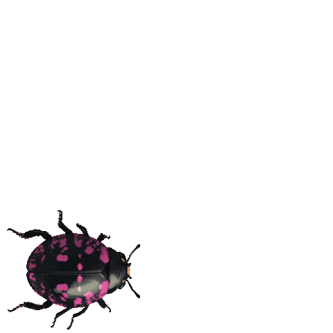 Ladybug Apeldoorn Sticker by Robine Blaauw