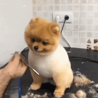 cuteanimalland giphyupload GIF