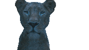 The Lion King Sticker by Walt Disney Studios