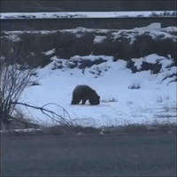 Bear Spotted Foraging for Food Along Missoula Highway
