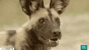 wild dog africa GIF by BBC Earth