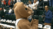 csu rams GIF by Colorado State Rams