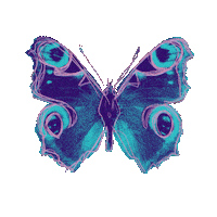 Fly Flying Sticker by Elohim