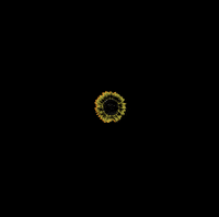 San Francisco Sf GIF by Outside Lands
