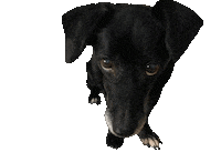 helpinganimalsromania leca hundeblick tyson-cört leca-bandita Sticker
