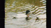 Forrest Gump Running GIF by Skegss