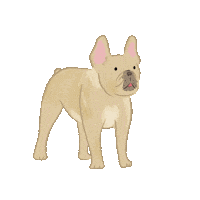 followthatjen dog puppy doggo frenchie Sticker