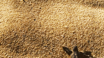 Wiggle Turtle GIF