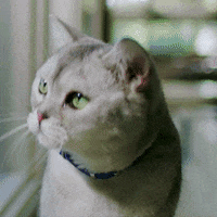 hillspetnutrition cat kitty meow thirsty GIF