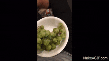 dog grapes GIF