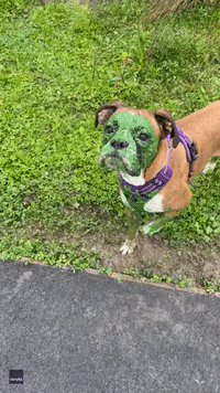 'Don't Make Him Angry' - Dog Resembles Hulk After Dip in Algae-Covered Water