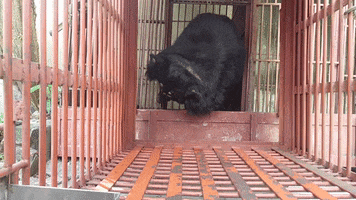 animalsasia vietnam valerie animalsasia bearrescue GIF