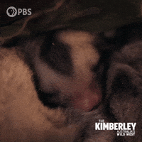 Sleepy Sugar Glider GIF by PBS