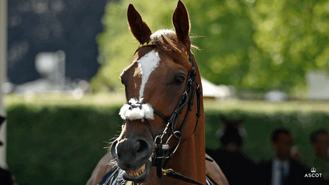 AscotRacecourse giphyupload smile confused tennis GIF