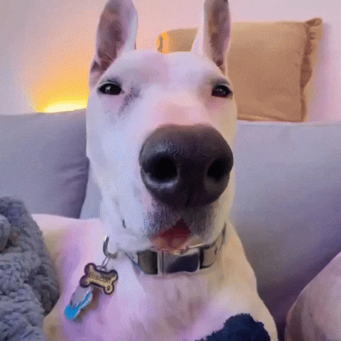 No Thoughts Wtf GIF