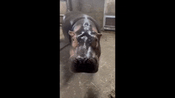 Famous Hippo Shows Off Melon-Chomping Skills on Birthday