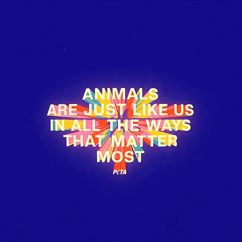 Animal Rights GIF by PETA