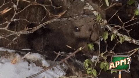 Belen Esteban Os GIF by Alguna Pregunta Més?