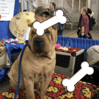 wkc 2017 GIF by Westminster Kennel Club
