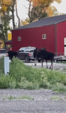 Moose Visits Home of Wyoming Trooper