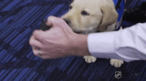 ice hockey dog GIF by NHL