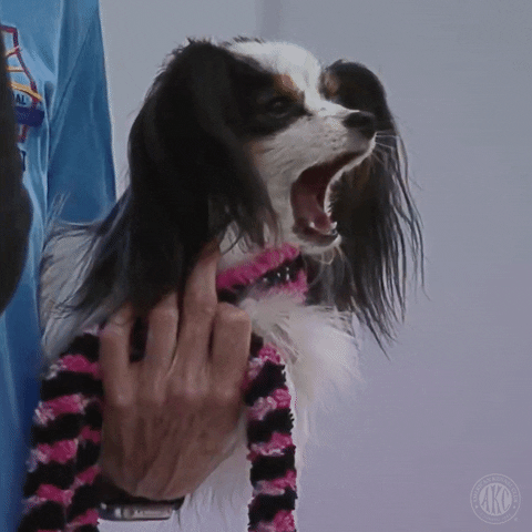 Happy Look At Me GIF by American Kennel Club
