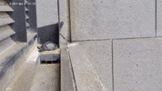 Melbourne Falcon GIF by Australian Conservation Foundation