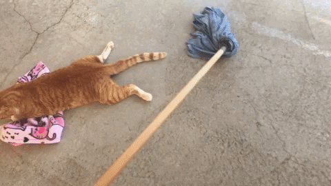 Cat Save Them All GIF by Best Friends Animal Society