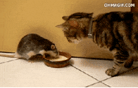 Cat Eating GIF