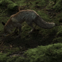 Fox