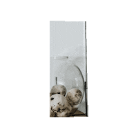 Bath Vase Sticker by FróeLiving