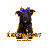 Cacausando cachorro cachorros cacausando cacauecookie Sticker