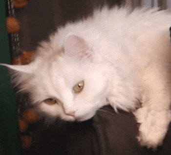 White Cat GIF