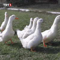 Water Bird GIF by TRT