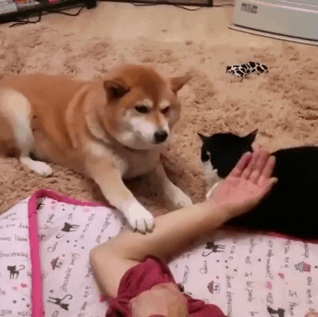 cuteanimalland giphyupload GIF