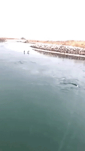 Man Saves Trout That Jumped Out of Water Onto Thin Ice