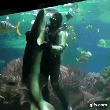 Dance Fish GIF by JustViral.Net