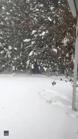 Man Helps His Beloved Senior Dog Enjoy the Colorado Snow