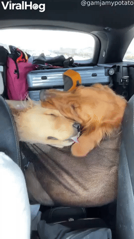 Golden Retriever Siblings are Best Friends