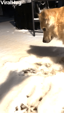 Golden Retriever Attacks Shadows in the Snow