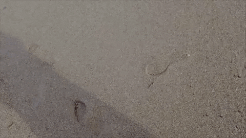 Water Beach GIF by Rhiannon Giddens