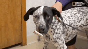 season 8 DRPOL GIF by Nat Geo Wild 