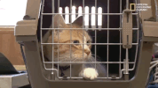 season 8 DRPOL GIF by Nat Geo Wild 