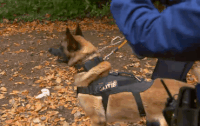 barry de buurtpolitie GIF by VTM.be